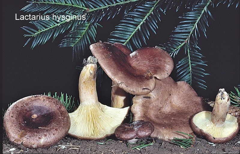 Lactarius hysginus-amf1080.jpg - Lactarius hysginus ; Syn: Lactarius curtus ; Nom français: Lactaire cireux